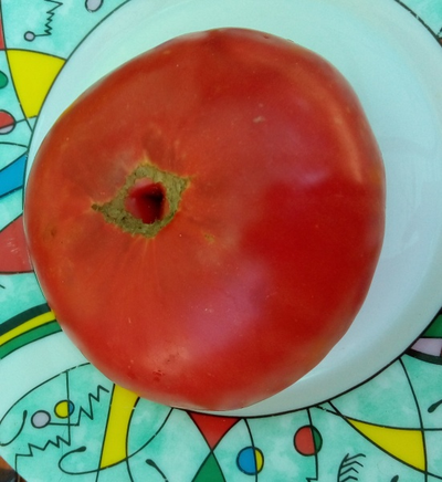 Томат Мир Марианны (Marianna's Peace)