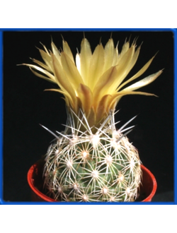 Coryphantha difficilis LK 29/11