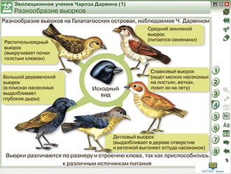 Наглядная биология. 10 - 11 классы. Эволюционное учение