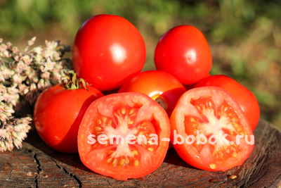 Томат Санька, 10-12 шт