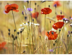 Купить греющую картину с фото маки