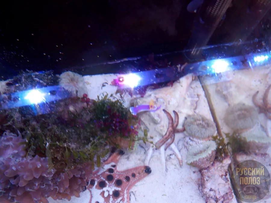 Голожаберный Моллюск, Chromodoris bullocki в морском аквариуме