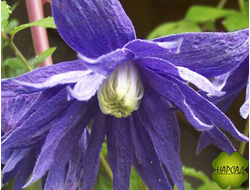 КЛЕМАТИС "ЖИСКА" (саженец 2 года)