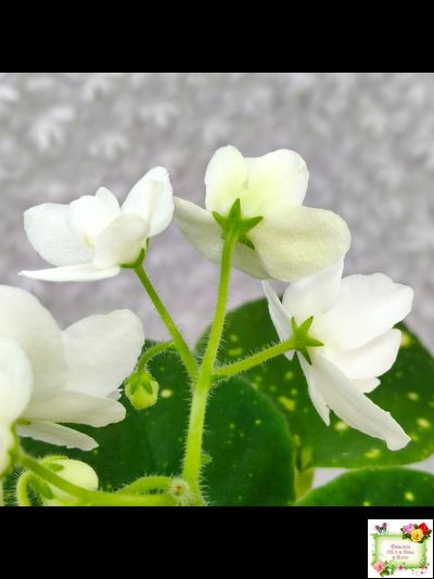 ШН-Космическая Фея (Н. Шушакова) 2019 г.