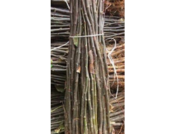 ВА-29 (айва) - только черенки(без корней)