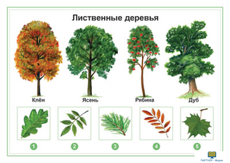 Растения, комбинированное наглядное пособие (СD-диск + 80 карточек)