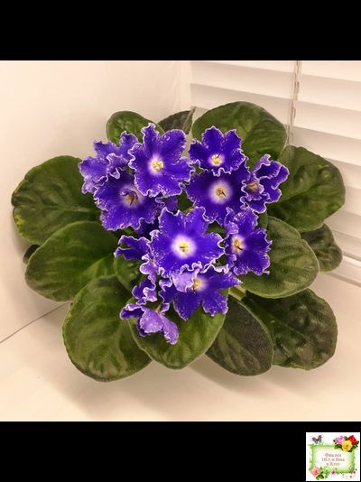 DS-Сияющий Колокольчик (Dimetris) 2014 г. (лист посажен 27.10.25)