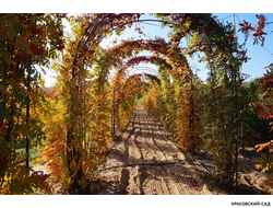 Топиар Арка из Рябины обыкновенной