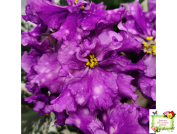 ВаТ-Шоколадное Настроение (Т. Валькова) 2019 г.