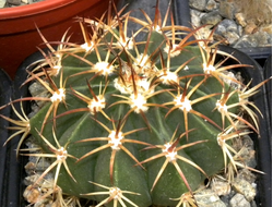 Melocactus caesius (D=60-70мм)