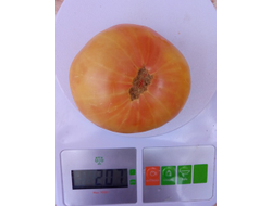 Томат Гном Розелла снежная, (Dwarf Rosella snow) США