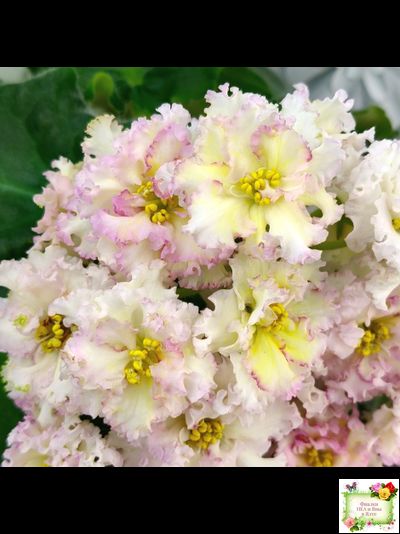 ЛЕ-Злато Скифов (Е. Лебецкая) 2015 г.