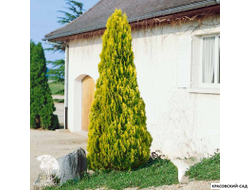Туя Пирамидалис Ауреа - Pyramidalis Aurea