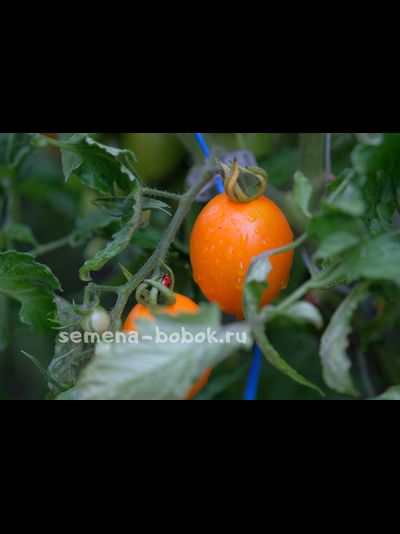 Томат Юстина (Justyna), 10 шт