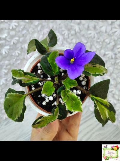 СФ-Томная Жозефина (С. Фатеева) листовая химера