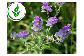 Семена многолетних трав