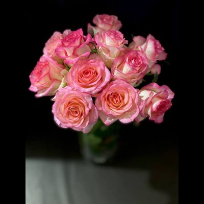 Роза Россия 50 см. 11 шт