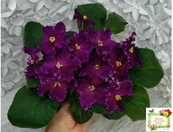 NiK-Аристократ (Н. Булко)