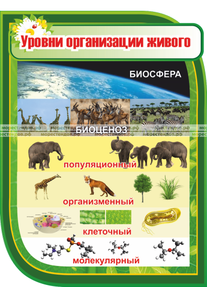 Живые системы открыты потому что Shtampik.com