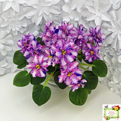 МК-Ветер Перемен Люкс химера (пасынок укоренённый из цветоноса)