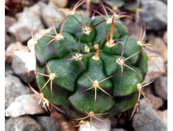 Gymnocalycium bruchii v. niveum VG 536