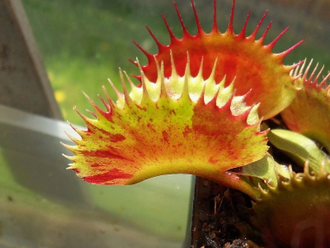 Dionaea muscipula Spotty