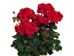 Пеларгония зональная Savannah Really red, p11