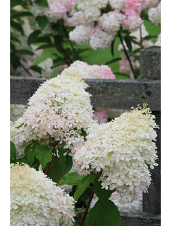 Гортензия метельчатая Grandiflora