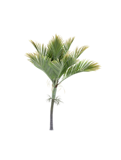 тропические Гедисцепа кентерберийская Hedyscepe canterburyana 01 04