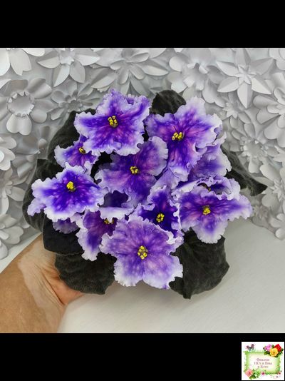 Dn-Огни Бродвея (Д. Денисенко) 2020 г.