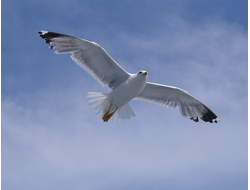 Купить греющую картину с фото летящий альбатрос