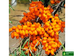 Облепиха "Превосходная"