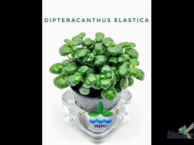 Диптеракантус эластика (Dipteracanthus elastica) горшок