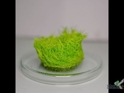 UTRICULARIA GRAMINIFOLIA/ УТРИКУЛЯРИЯ ГРАМИНИФОЛИЯ (меристемная)