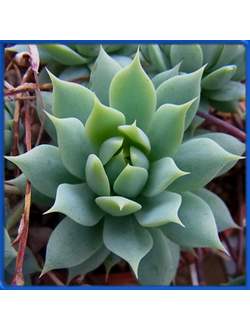 Graptopetalum macdougallii
