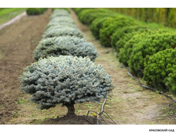 Ниваки - Бонсай садовый Ель Глаука Глобоза - Glauca Globosa