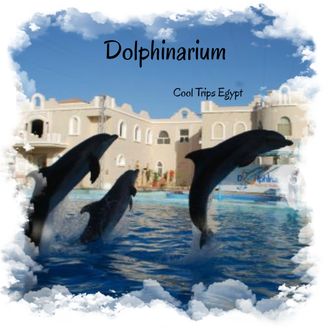 Dolphinarium in Sharm El Sheikh