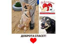 09.10 мы передали наши с вами подарки подопечным куратора Юлии Пильщиковой (приют Хвостики) За период с 04.08 по 09.10 сумма по благотворительным купонам составила 6023 руб. Всем, кто принимает участие в акции, от сободеток большое спасибо!