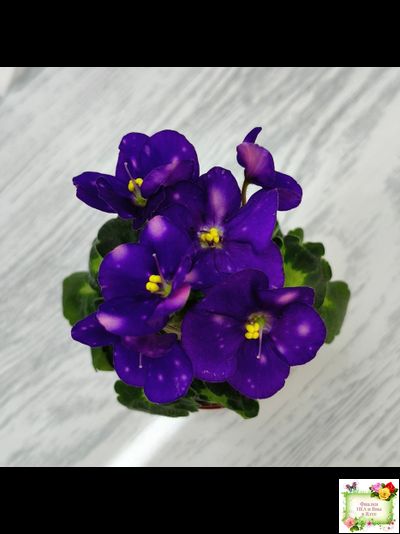 ВаТ-Горох на Десерт (Т. Валькова) 2020 г. (гёрл-листва)