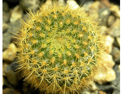 Frailea pumila v.aurea - 5 семян