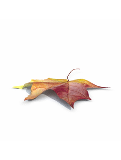 листья Лист 02