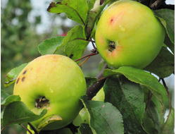 Славянка (яблоня)