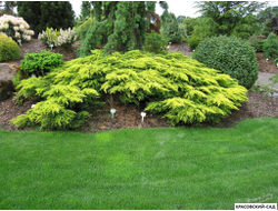 Можжевельник Даубс Фростед - Daub`s Frosted