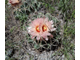 Coryphantha Elephantides