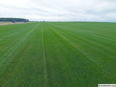 Рулонный газон Пикник-дачный