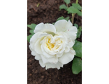 Вайт Эшли (White Ashley) чайно-гибридная, пионовидная