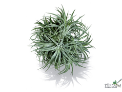 Тилландсия Ionantha bravo clump