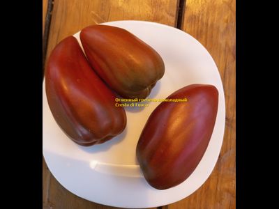 Томат Огненный гребень (Cresta di Fuoco) шоколадный, Италия