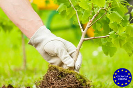 Работа для мужчин без квалификации на озеленение в Польше фото