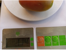 Гном Альмандин (Dwarf Almandine)